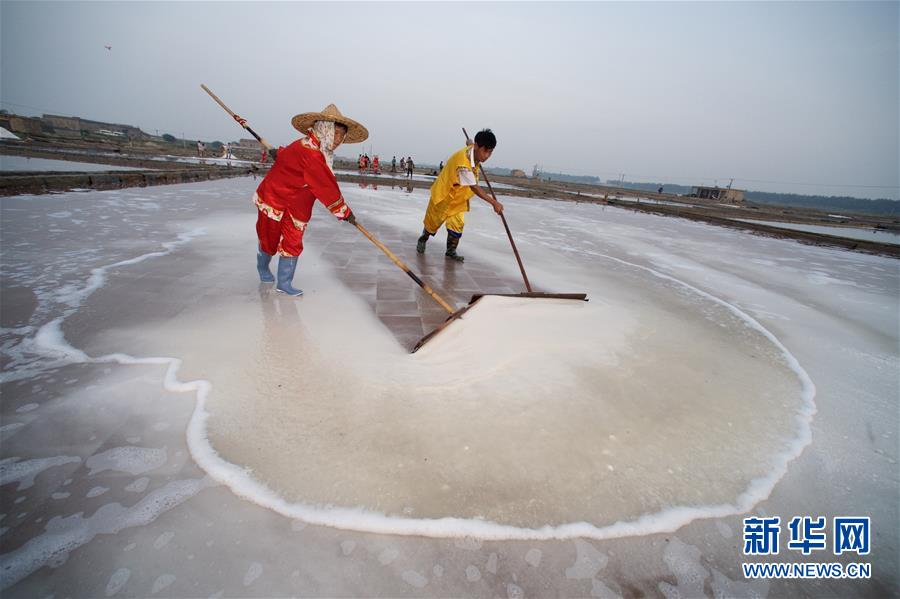 福建泉州：百年鹽場的繁忙伏收季