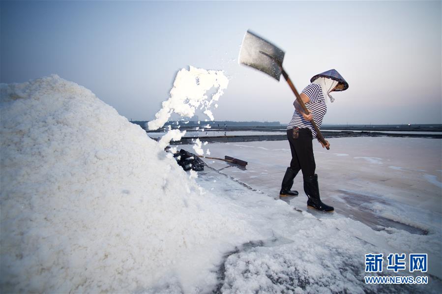 福建泉州：百年鹽場的繁忙伏收季