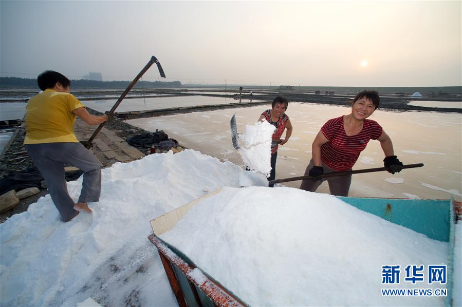 福建泉州：百年鹽場的繁忙伏收季