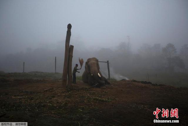 尼泊爾大象節即將開幕 參賽"選手"準備就位