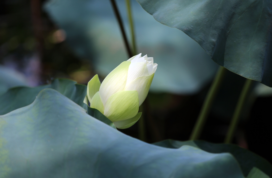 西湖十年荷花 今年獲封“最美”