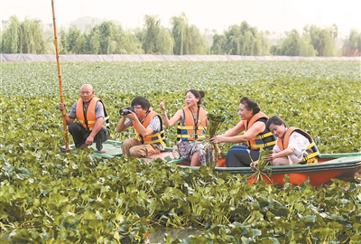 （旅遊圖文）立秋已至 遊客在江蘇泰州體驗採摘菱角的樂趣