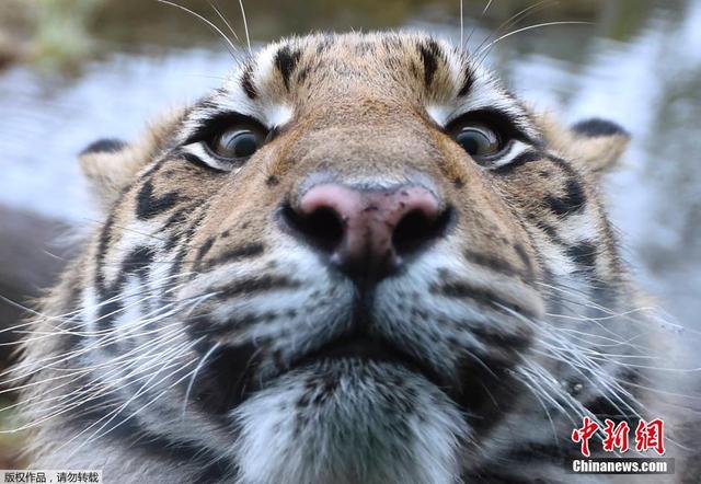 倫敦動物園進行年度盤點 750余種動物逐個數