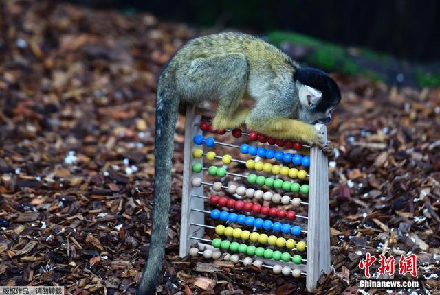 倫敦動物園進行年度盤點 750余種動物逐個數