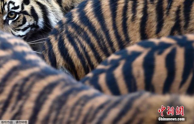 倫敦動物園進行年度盤點 750余種動物逐個數