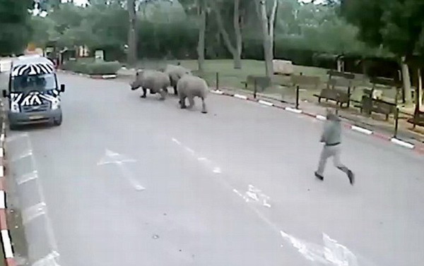 以色列3頭犀牛趁保安打盹溜出動物園