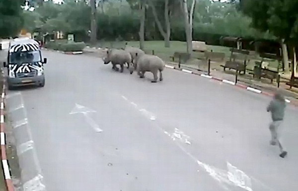 以色列3頭犀牛趁保安打盹溜出動物園