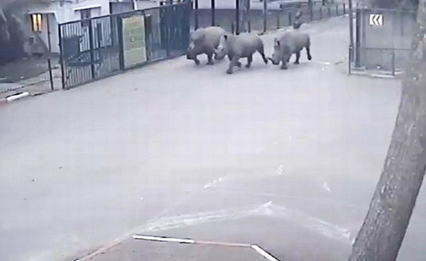 以色列3頭犀牛趁保安打盹溜出動物園