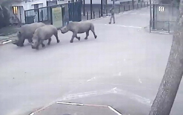 以色列3頭犀牛趁保安打盹溜出動物園