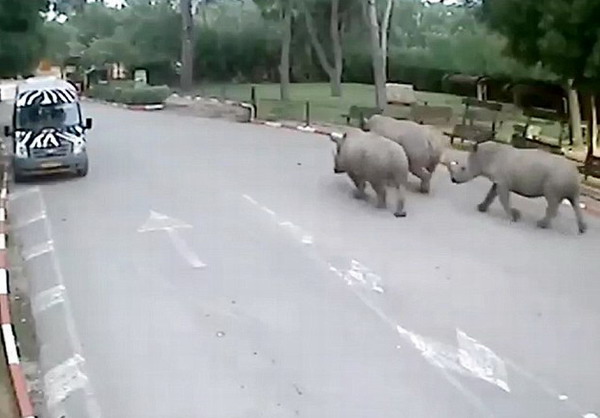 以色列3頭犀牛趁保安打盹溜出動物園