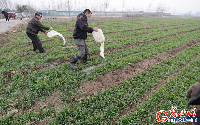 河南新鄉：鮮牛奶滯銷 奶農用鮮牛奶澆地