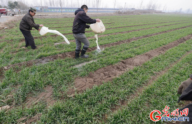 河南新鄉：鮮牛奶滯銷 奶農用鮮牛奶澆地