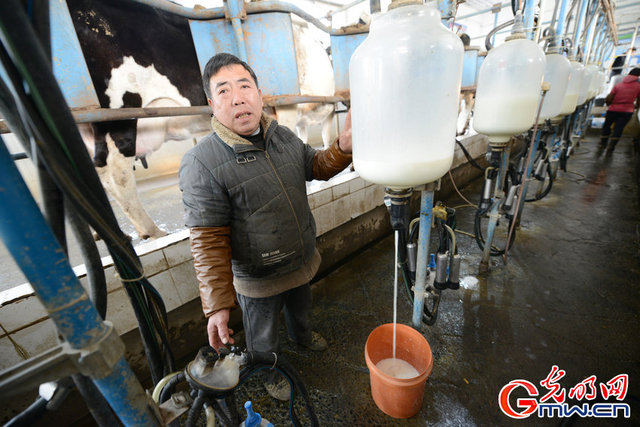 河南新鄉：鮮牛奶滯銷 奶農用鮮牛奶澆地