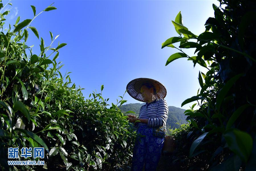 湖北恩施：茶農搶採立秋茶