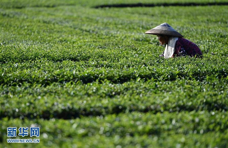 湖北恩施：茶農搶採立秋茶