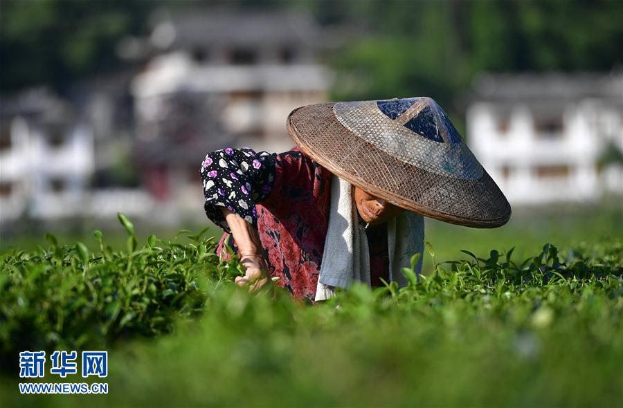 湖北恩施：茶農搶採立秋茶