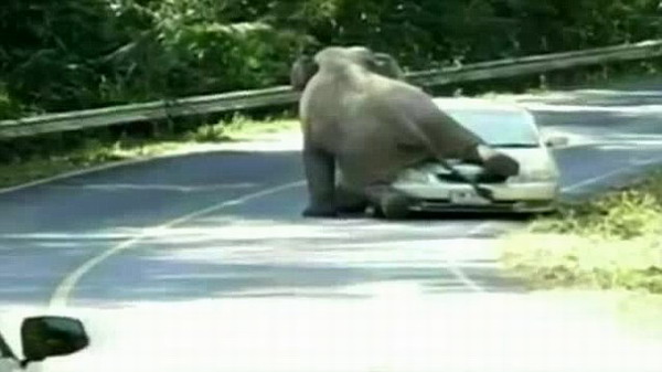 泰國發情大象狂毆汽車 引擎蓋被坐塌