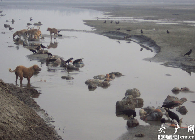 印度恒河漂浮上百具屍體 疑因無錢火葬被拋進河