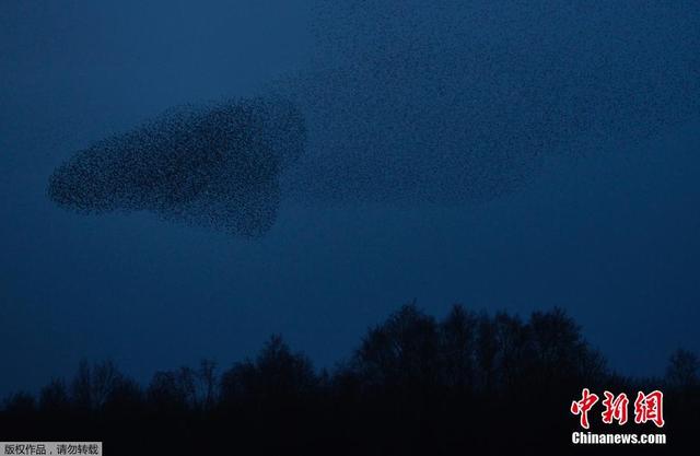 英國小鎮成群椋鳥空中狂舞場面壯觀