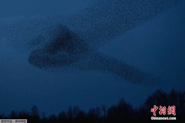 英國小鎮成群椋鳥空中狂舞場面壯觀