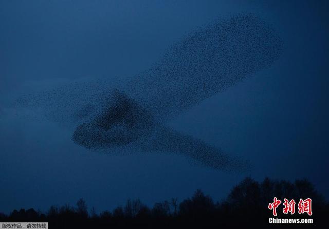 英國小鎮成群椋鳥空中狂舞場面壯觀