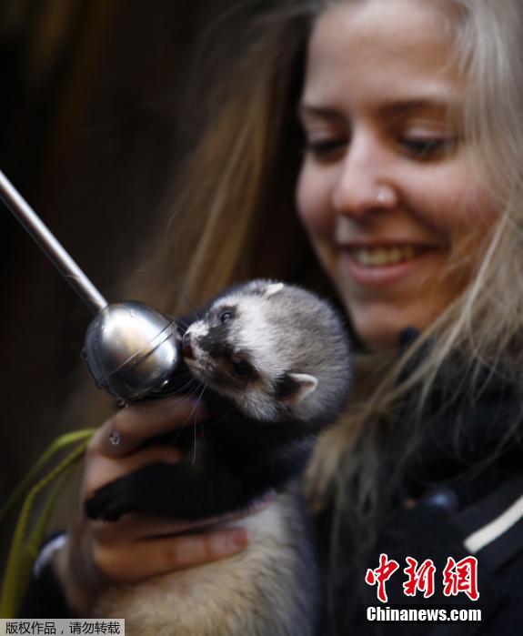 西班牙舉行動物祈福儀式 貓狗雪貂接受祝福