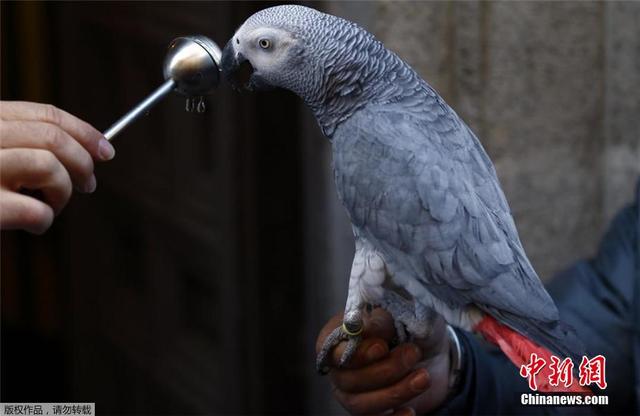 西班牙舉行動物祈福儀式 貓狗雪貂接受祝福