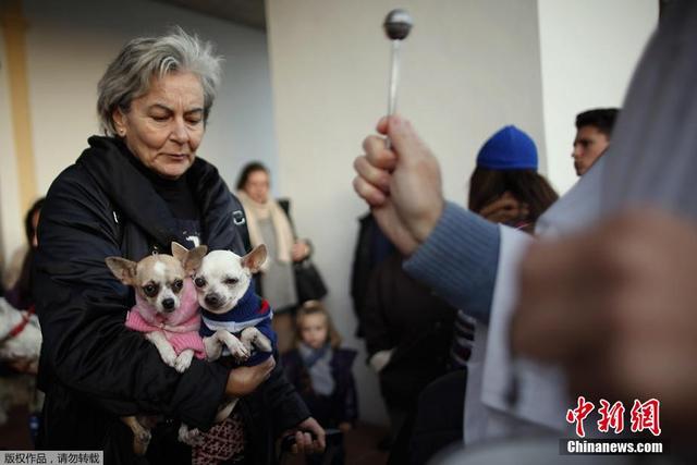 西班牙舉行動物祈福儀式 貓狗雪貂接受祝福