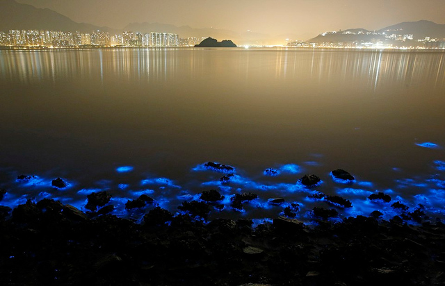 香港現藍色熒光海灘 專家稱係廢水污染所致