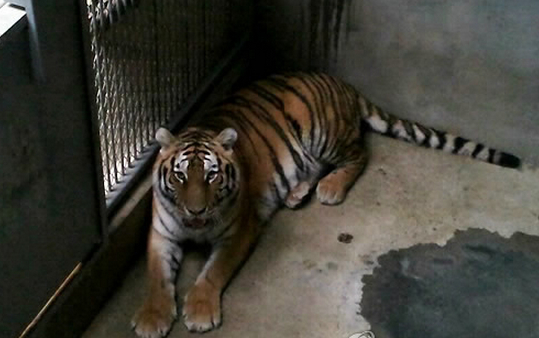 韓國動物園一隻西伯利亞母虎吃掉剛出生幼崽