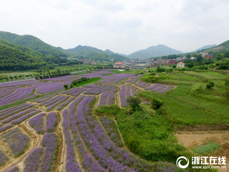 杭州蕭山紫色花海的絕美浪漫