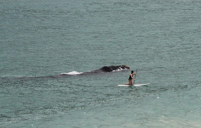 驚險一幕:南非女子海上沖浪遭鯨魚跟蹤