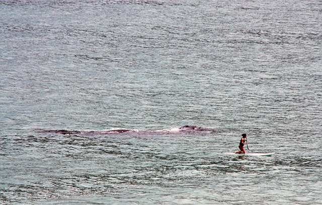 驚險一幕:南非女子海上沖浪遭鯨魚跟蹤