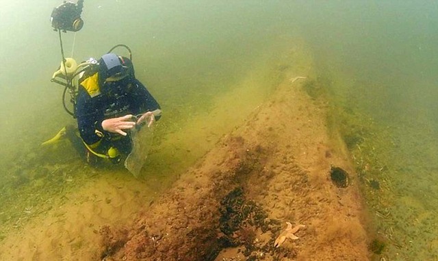 英國北海海底驚現史前森林 仿佛出自魔幻世界