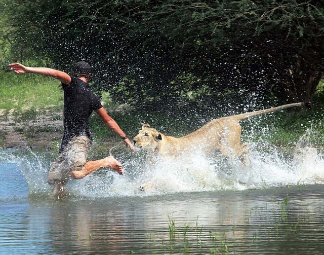 人獅情未了 德國男子收養猛獅教其捕獵