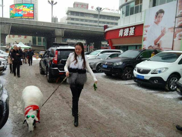 美女街頭雪中遛羊 網友讚姑娘這麼任性