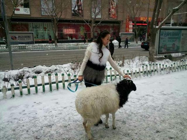 美女街頭雪中遛羊 網友讚姑娘這麼任性