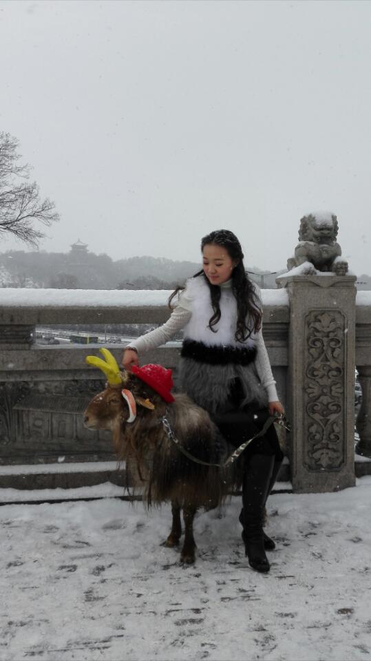 美女街頭雪中遛羊 網友讚姑娘這麼任性