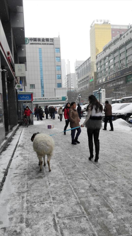 美女街頭雪中遛羊 網友讚姑娘這麼任性