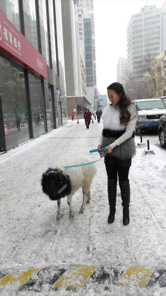 美女街頭雪中遛羊 網友讚姑娘這麼任性