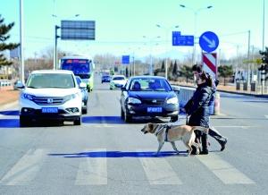 北京導盲犬生存狀況調查：導盲犬走不進這座城