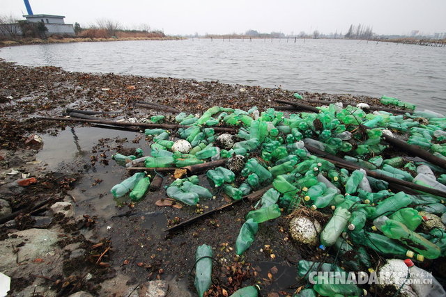 紹興：水葫蘆殘枝氾濫市區湖泊