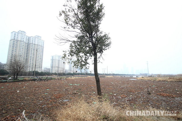 紹興：水葫蘆殘枝氾濫市區湖泊