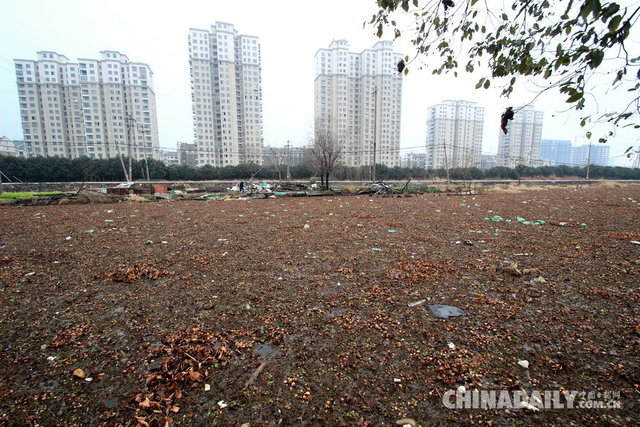 紹興：水葫蘆殘枝氾濫市區湖泊