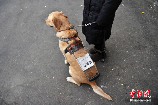 都市裏的導盲犬 為盲人重燃希望