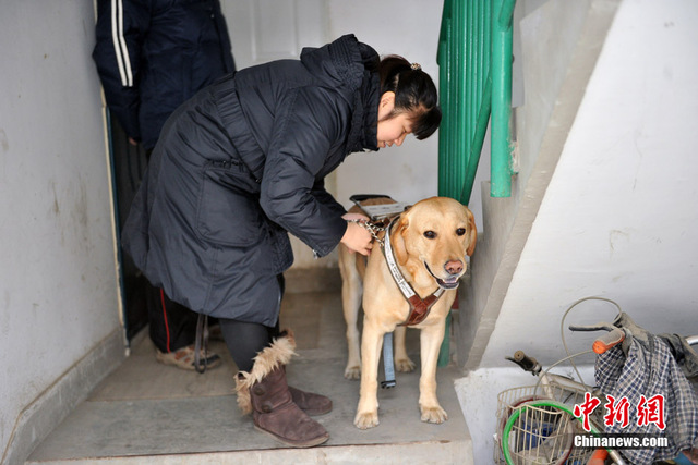 都市裏的導盲犬 為盲人重燃希望