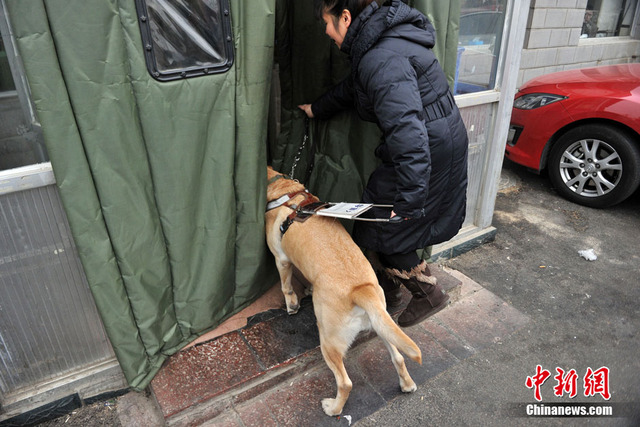 都市裏的導盲犬 為盲人重燃希望