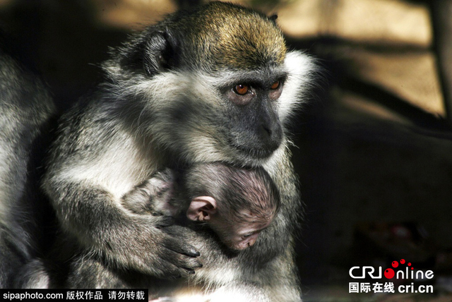 戰火中的加沙動物園 遍地動物屍體觸目驚心