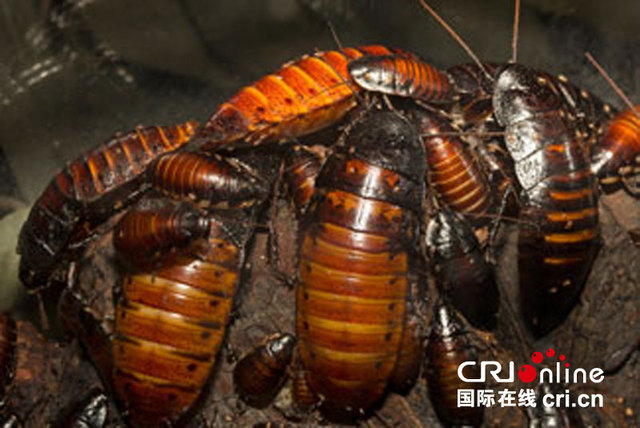 舊金山動物園情人節特別活動 告別渣渣助愛情轉運