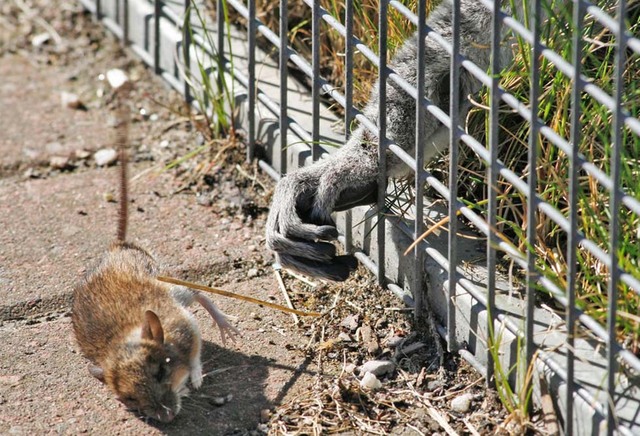 猛獸也有落魄時 動物界“以小欺大”照片集錦